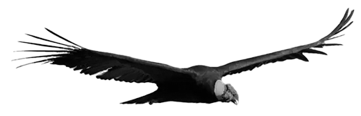 Learning To Fly Podcast